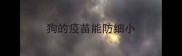 狗的疫苗能防细小