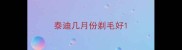 泰迪几月份剃毛好