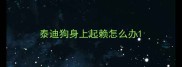 泰迪狗身上起赖怎么办
