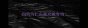 狗狗为什么喜欢藏食物