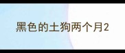 黑色的土狗两个月