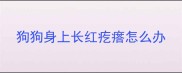 狗狗身上长红疙瘩怎么办