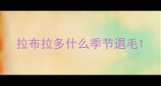 拉布拉多什么季节退毛