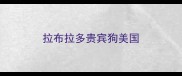 拉布拉多贵宾狗美国