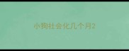 小狗社会化几个月