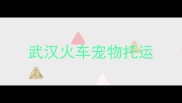 武汉火车宠物托运