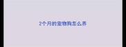 2个月的宠物狗怎么养