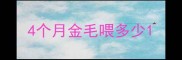 4个月金毛喂多少