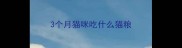 3个月猫咪吃什么猫粮