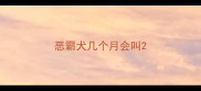 恶霸犬几个月会叫
