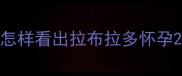 怎样看出拉布拉多怀孕
