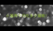 小猫两个月吃多少猫粮