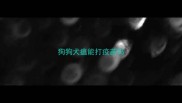 狗狗犬瘟能打疫苗吗