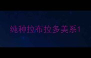 纯种拉布拉多美系