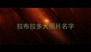 拉布拉多犬照片名字