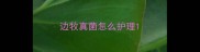 边牧真菌怎么护理