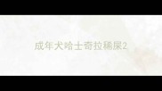 成年犬哈士奇拉稀屎