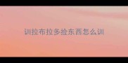 训拉布拉多捡东西怎么训
