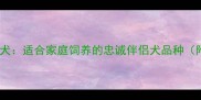 锡林郭勒牧羊犬适合家庭饲养的忠诚伴侣犬品种附饲养指南