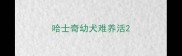 哈士奇幼犬难养活