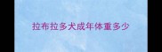 拉布拉多犬成年体重多少