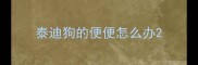 泰迪狗的便便怎么办