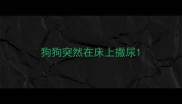 狗狗突然在床上撒尿