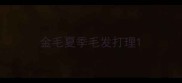金毛夏季毛发打理