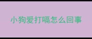 小狗爱打嗝怎么回事
