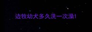 边牧幼犬多久洗一次澡