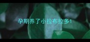 孕期养了小拉布拉多