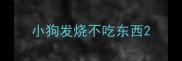 小狗发烧不吃东西
