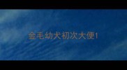 金毛幼犬初次大便