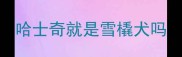 哈士奇就是雪橇犬吗