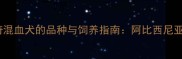 萨摩耶与哈士奇混血犬的品种与饲养指南阿比西尼亚犬的优缺点全