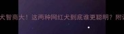 边牧VS贵宾犬智商大这两种网红犬到底谁更聪明附训练全攻略