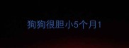 狗狗很胆小5个月