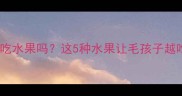 泰迪犬能吃水果吗这5种水果让毛孩子越吃越健康