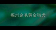 福州金毛黄金猎犬