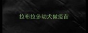 拉布拉多幼犬做疫苗