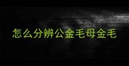 怎么分辨公金毛母金毛