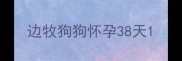 边牧狗狗怀孕38天
