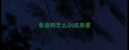 泰迪狗怎么训练恭喜