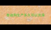 泰迪狗生产多久可以洗澡