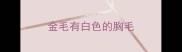 金毛有白色的胸毛