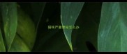猫咪严重便秘怎么办