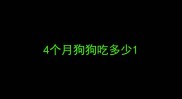4个月狗狗吃多少