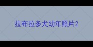 拉布拉多犬幼年照片