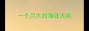 一个月大的猫狂犬病