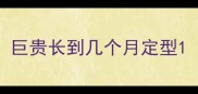 巨贵长到几个月定型